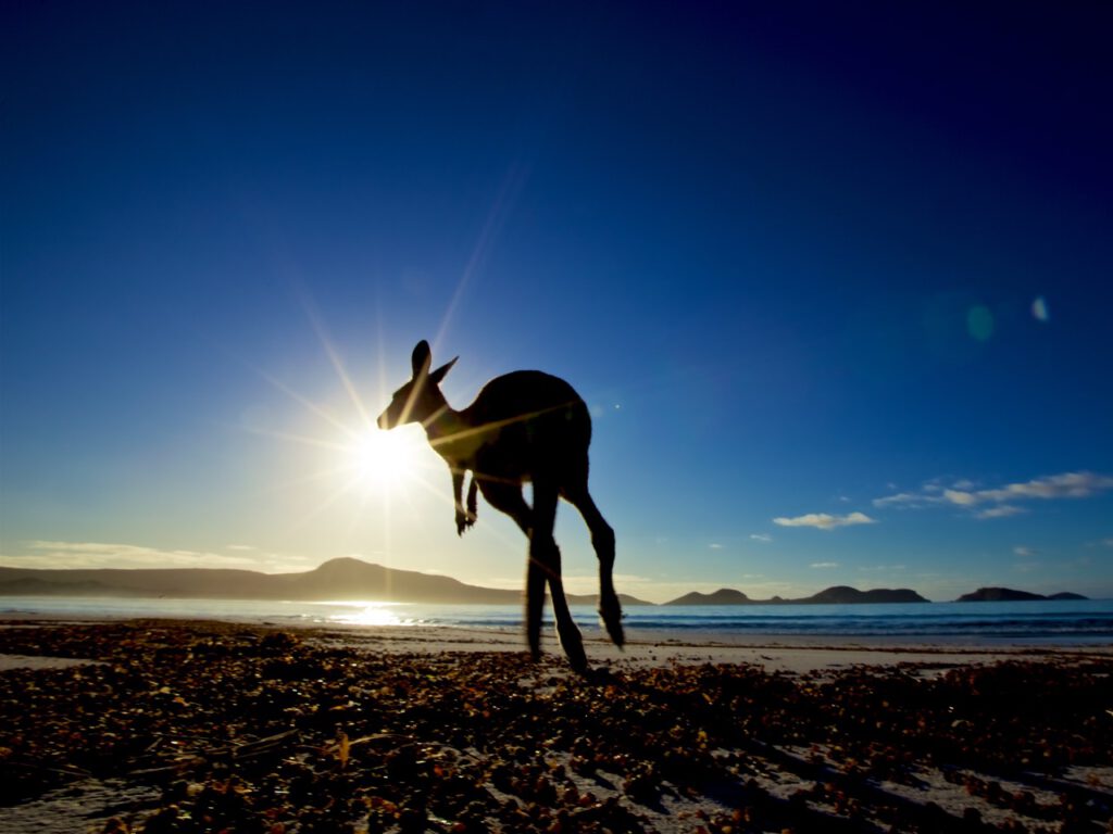 Känguru am Strand in der Sonne